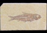 Detailed Knightia Fossil Fish - Wyoming #42367-1